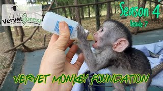 Baby orphan monkeys everywhere new arrival Kinney Smartie gets a new home [upl. by Olvan318]