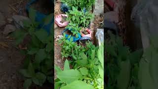 1 METER GARDEN USING POULTRY MANURE AND USED CONTAINERS [upl. by Yun]