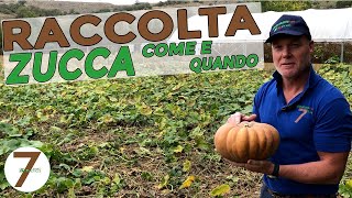 Raccolta Zucca Gialla Quando e Come [upl. by Townsend427]