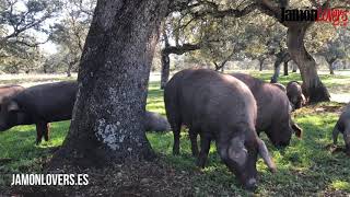 Acornfed 100 Pure Breed Iberian Pigs The Dehesa forest [upl. by Sinylg]