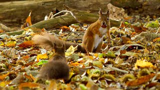 Wonderful Wildlife on Islands of Wild Great Britain  Our World [upl. by Reve139]