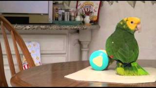 Marley The Amazon Parrot talks and sings [upl. by Wolgast]