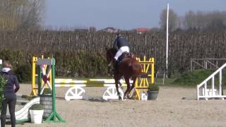 Mc Gregor Jumping Zepperen 4 jarige paarden 13032016 [upl. by Rori]