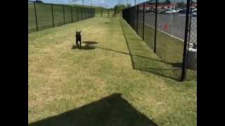 German Shorthaired Pointer Puppy Playing Fetch [upl. by Nosrej]