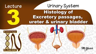 3bHistology of UrethraUrinary system [upl. by Alejandrina]