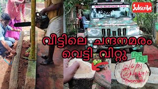 sandalwood cutting video Malayalam വീട്ടിലെ ചന്ദനമരം വെട്ടി വിറ്റുനടപടിക്രമങ്ങൾ അറിയാമോ [upl. by Aiel]