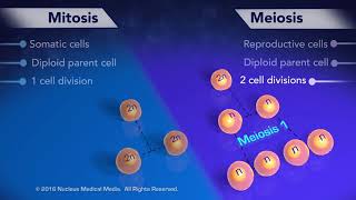 Mitosis vs Meiosis [upl. by Uuge]