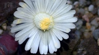 Lithops salicola quotBacchusquot flowering [upl. by Fogg844]