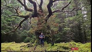 Scotland’s ancient Skipinnish Oak wins UK tree of the year  30Oct2024 [upl. by Nomar507]