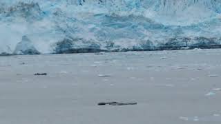 Hubbard Glacier 1 [upl. by Andros]