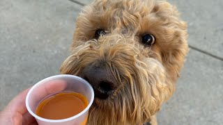 FULL ASMR Version  Daycare dogs enjoying “pumpkin spice lattes” Part 1 [upl. by Jem]