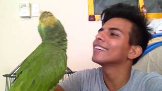 Loro cantado  parrot singing [upl. by Cthrine]