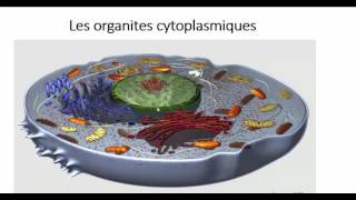 فيديو جديد اسرع وتعرف على العضيات السيتوبلازمية les organites cytoplasmiques [upl. by Nenney]