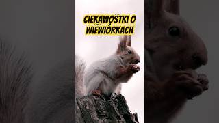 Tajemnice Wiewiórek Śmieszne Ciekawostki wiewiórki ciekawostki funnyanimals [upl. by Airamalegna]