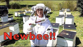 Beekeeping Tips For Beginners [upl. by Giltzow987]