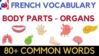 Learn French Vocabulary Body parts amp Organs [upl. by Aretahs]