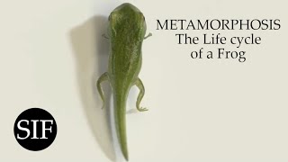 METAMORPHOSIS The Life cycle of a Frog [upl. by Siramay]