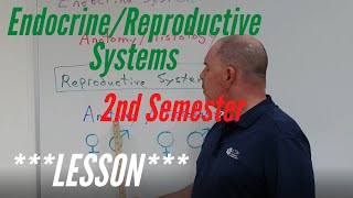 Endocrine and Reproductive Systems Lesson for AampP Lab 2nd Semester Anatomy and Histology [upl. by Eiznil469]