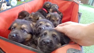 German Shepherd Puppies Playing Compilation [upl. by Susejedairam698]