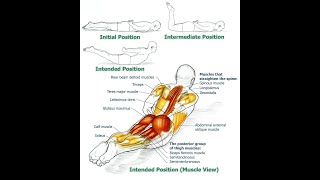 Unlocking the Power of Your Erector Spinae Strengthening and Function Explained [upl. by Gaidano866]