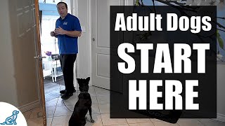 The First Steps For Training Your RescueRehomedAdult Dog [upl. by Nylzaj773]