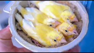 Stages of canary chick growth from hatching to weaning [upl. by Sarad]