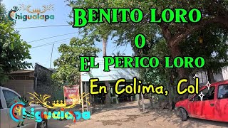 El Perico O Benito Loro en Colima Col [upl. by Prober]