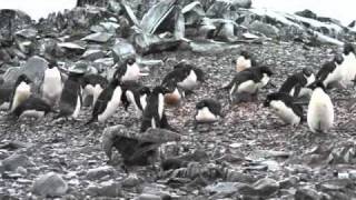 Antarctica  Penguin Chick Kill [upl. by Hawkie]