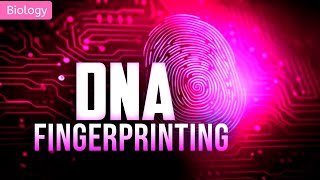 The Science Behind DNA FINGERPRINTING  3D ANIMATION  Class 11 [upl. by Wilbert]