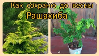 Кипарисовик тупой Рашахиба Как сохраню до весны [upl. by Burkley]