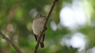 Taiga flycatcher and thick billed warbler [upl. by Dominus]