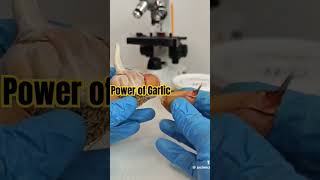 GARLIC VS BACTERIA UNDER MICROSCOPE shorts garlic amazing facts [upl. by Shaffert912]