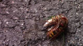 Hornet vs Cicada [upl. by Will]