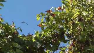 Monarch Migration at Point Pelee [upl. by Mohsen]