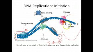 AP Biology DNA Replication [upl. by Yesak390]