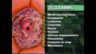 1 Citologia  Biologia Celular Vestibulando Digital [upl. by Trebron]