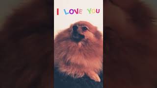 Dog Hatchi trying to say quoti love youquot to Perrie Edwards MUST WATCH [upl. by Nial]