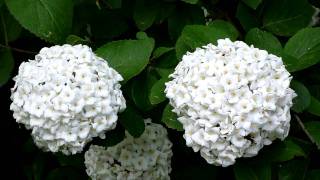 Spring  Viburnum Opolus Roseum  28042011  4 [upl. by Lai]