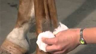 IntraArticular Joint Injections The Fetlock [upl. by Clea375]