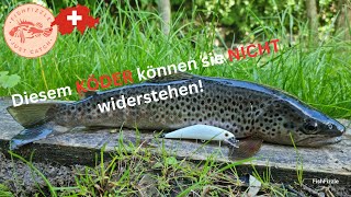 WILDE Bachforellen  Bern Schweiz  FishFizzle [upl. by Ilzel932]