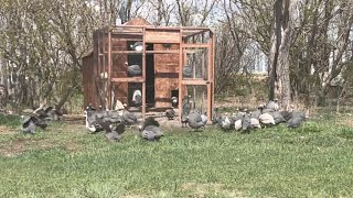 Guinea Fowl Release Day [upl. by Einoj108]