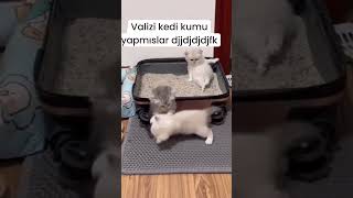 Valizi kedi kumu yapmışlar 😻😂 catlovers kedi köpek kedikumu 🎥mail [upl. by Dranyar984]