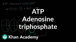 ATP Adenosine triphosphate  Energy and enzymes  Biology  Khan Academy [upl. by Bambi]