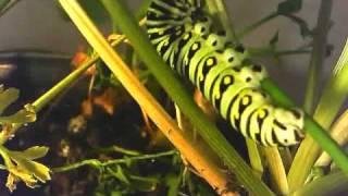 Eastern Black Swallowtail Caterpillar Odd Behavior [upl. by Esbenshade]