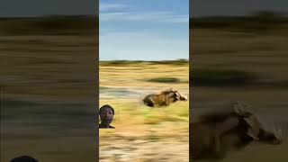 The speed of the pig running exceeds that of the lion warthog [upl. by Brost]