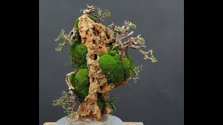 Bonsai Ishizuki Stage1 Day2 How to Make Bonsai [upl. by Thomson]