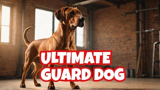 The Rhodesian Ridgeback The ULTIMATE Protection Guard Dog Breed You NEED Dog Training [upl. by Zzabahs]