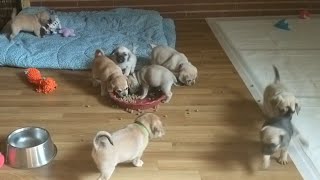 Snuggle Puggle Puppies adopted [upl. by Fritzsche]