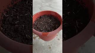 How to grow marigold plant from seed 🪴 marigold marigoldgarden [upl. by Hansel922]