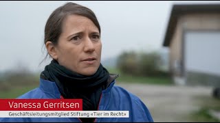 SRF Tagesschau vom 16112024 mit Vanessa Gerritsen [upl. by Delfine]